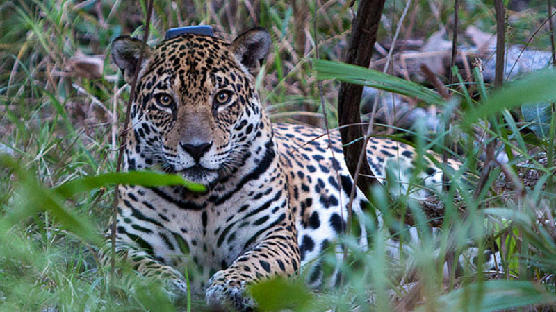 Jaguar at Caiman Ecological Refuge