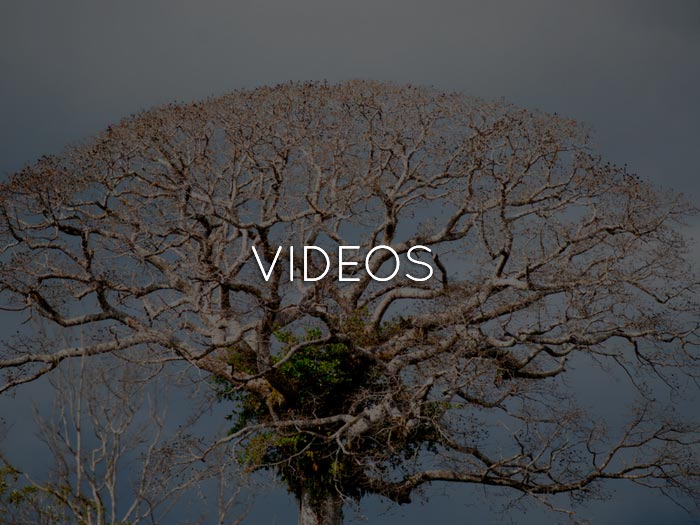 Nomad Amazonia Videos
